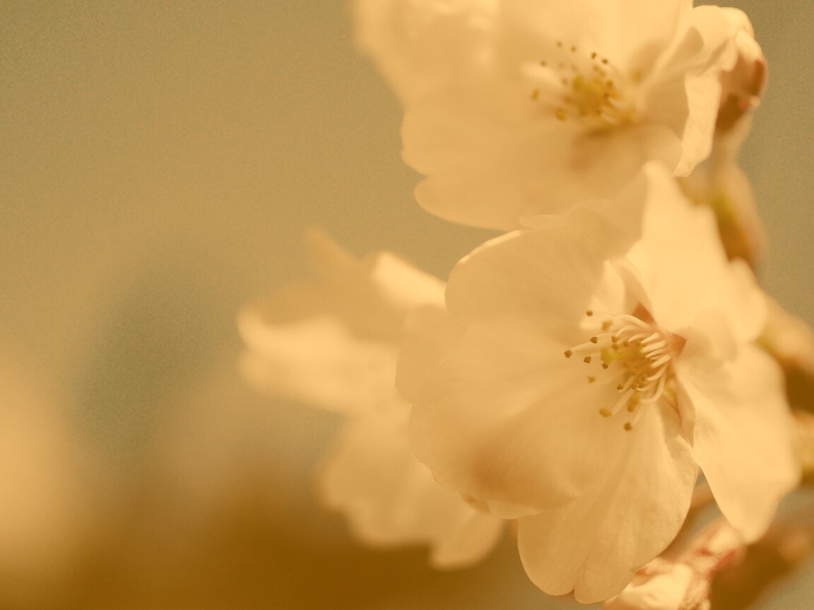 Нежные белые цветы обои