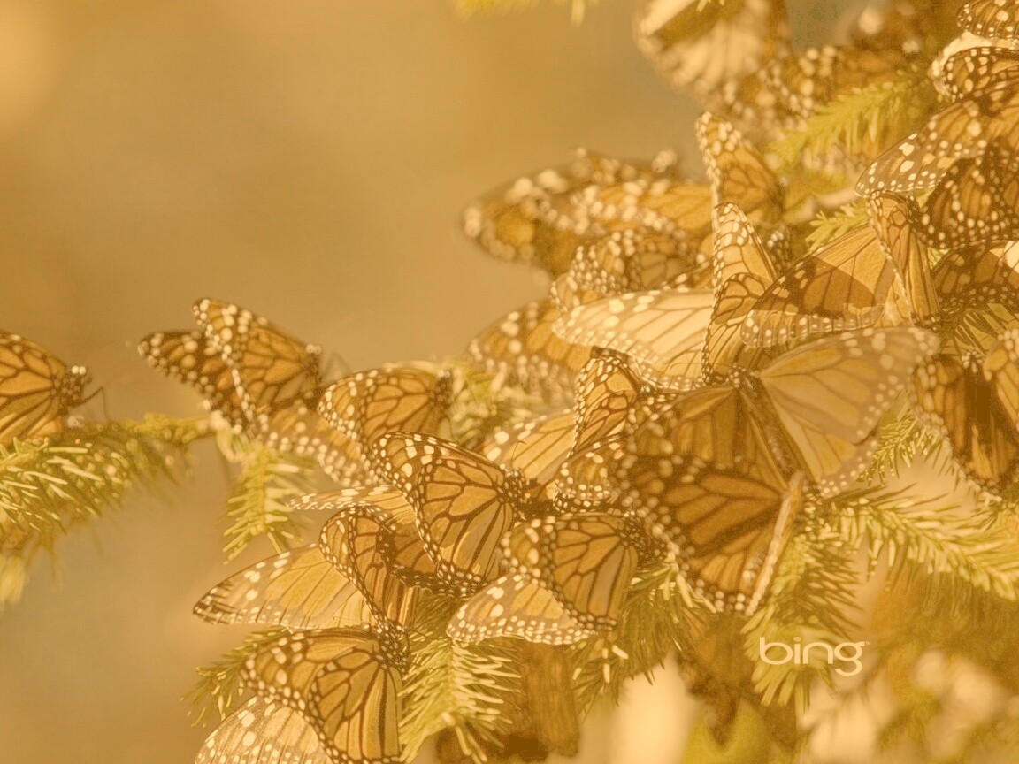 Бабочки облепили ёлку обои