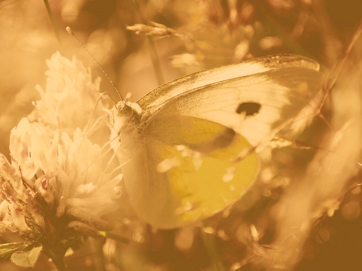 Бабочка на цветке обои