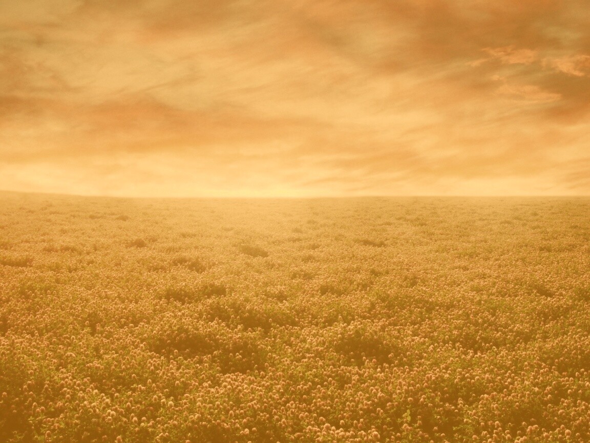 Закатное небо над цветочным полем обои