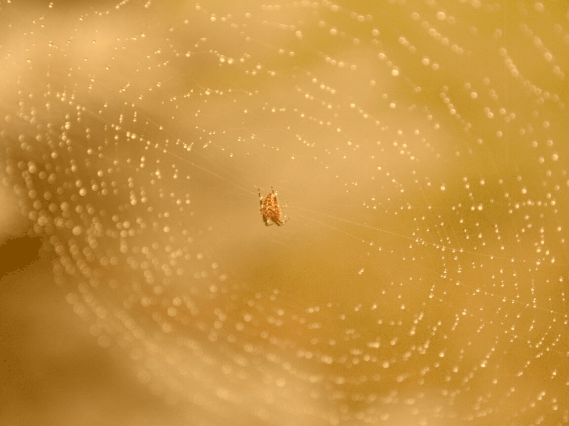 Паук на паутине обои