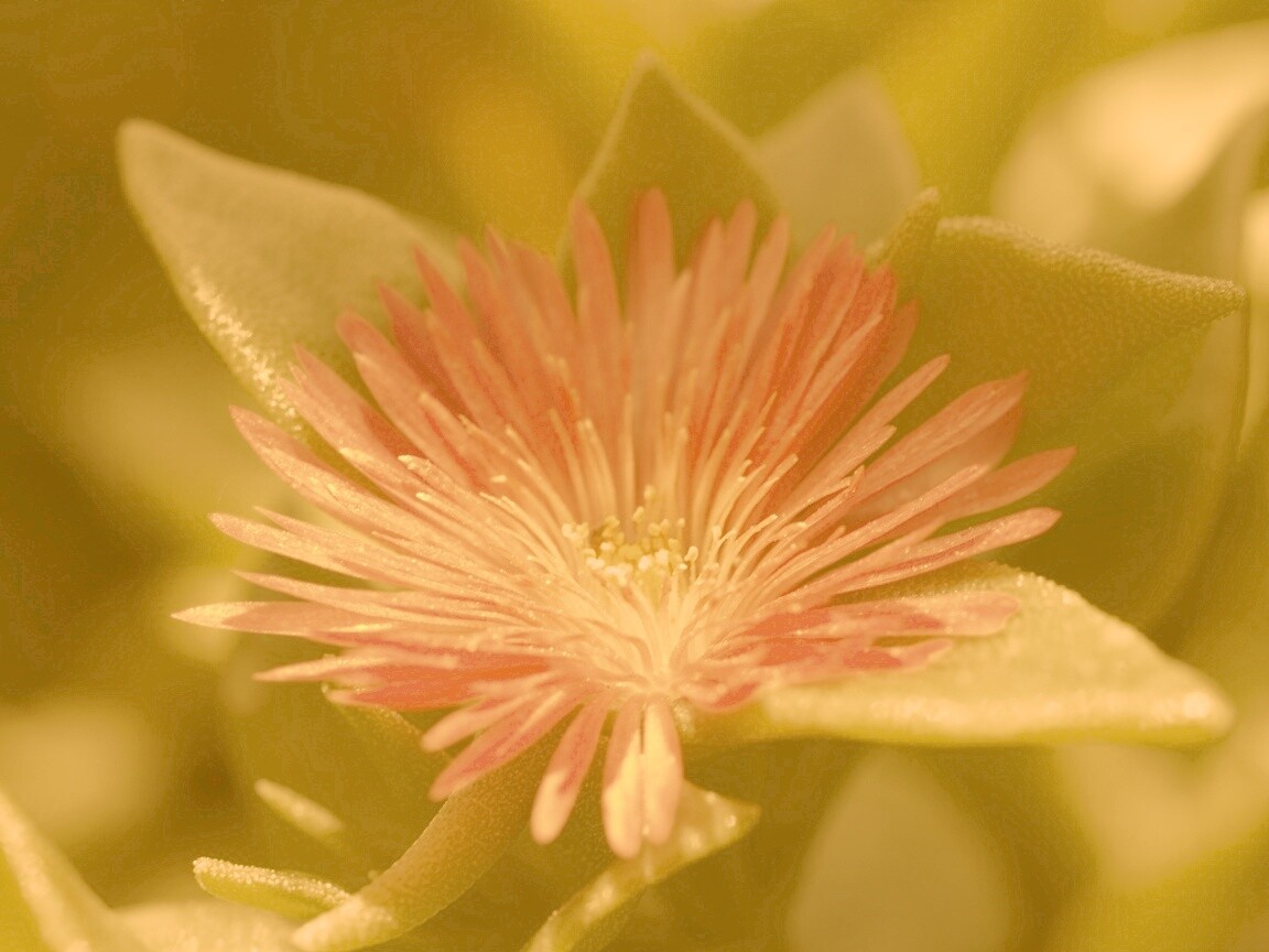 Чудесный цветок обои