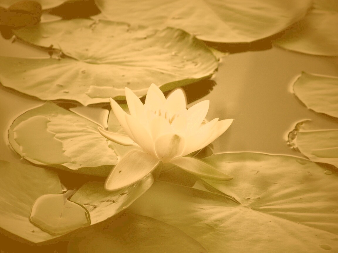 Кувшинка обои