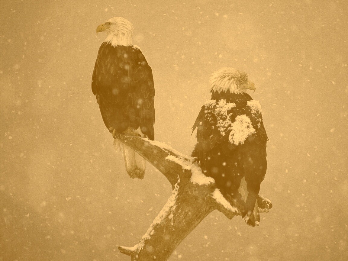 Орлы на ветке в снегопад обои