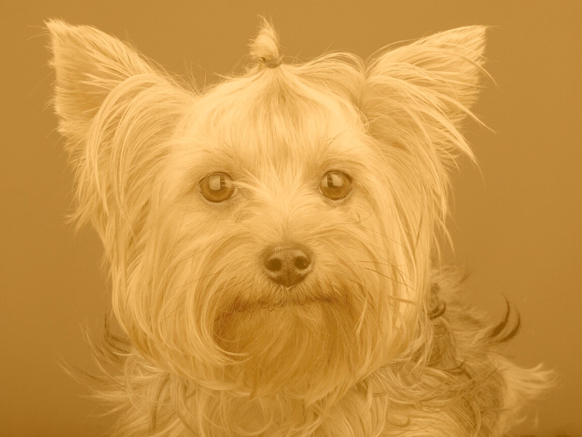 Йоркширский терьер обои