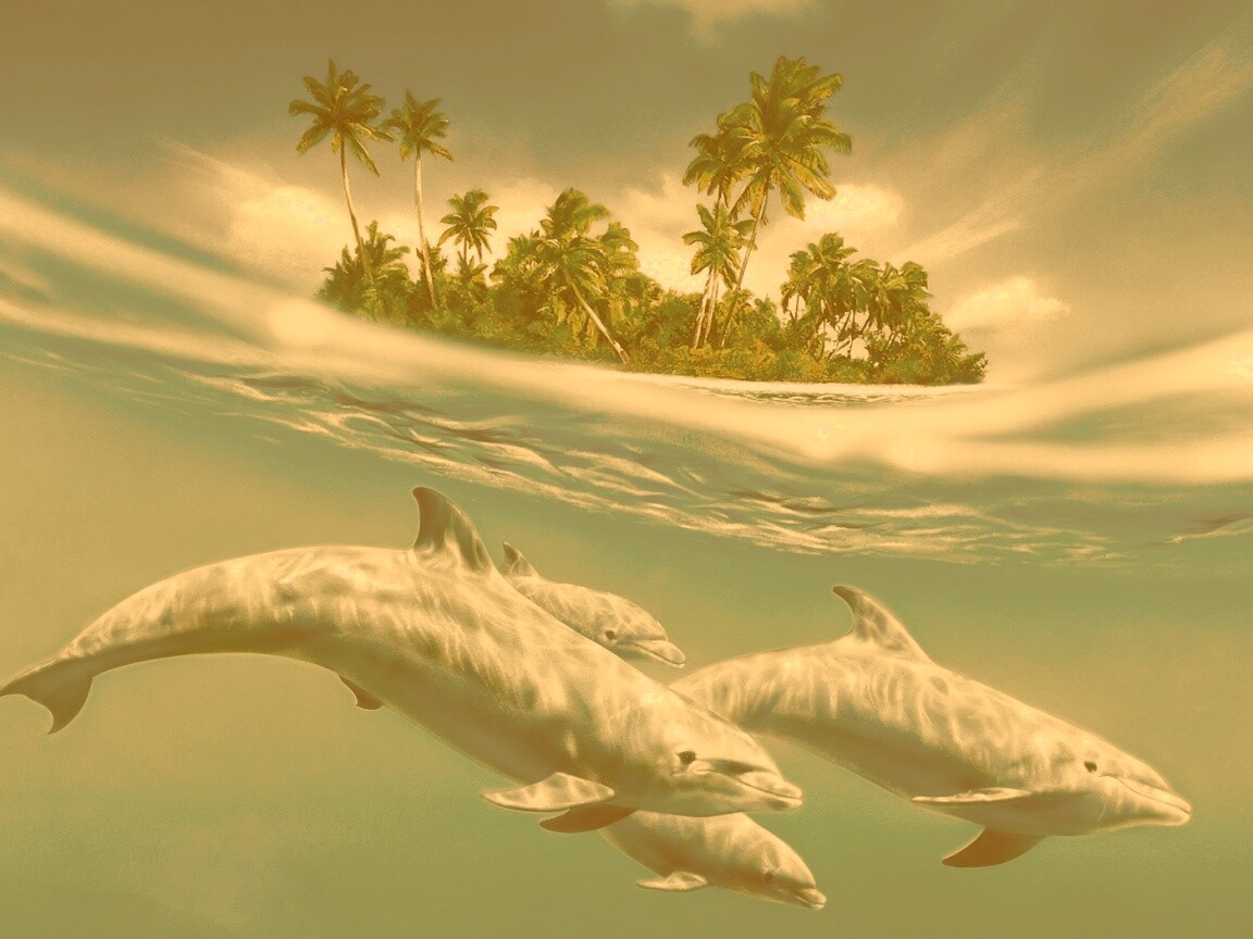 Остров дельфинов обои