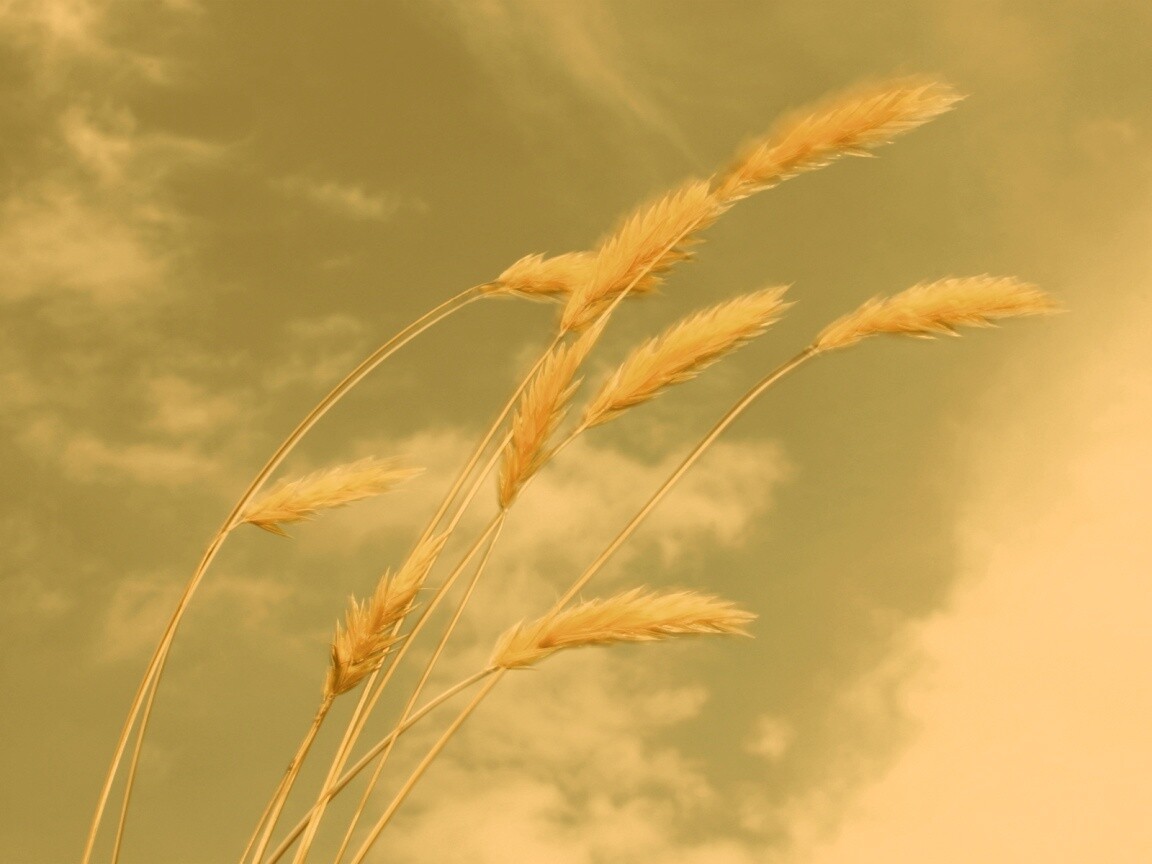 Колосья обои