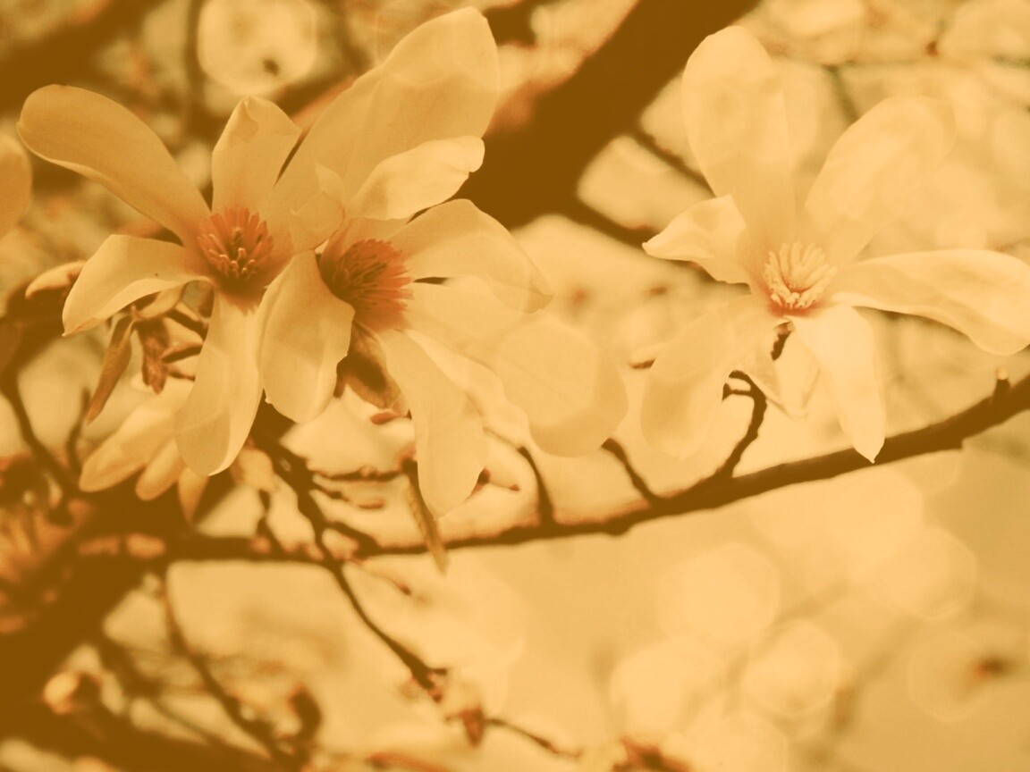 Цветы вишневого дерева обои