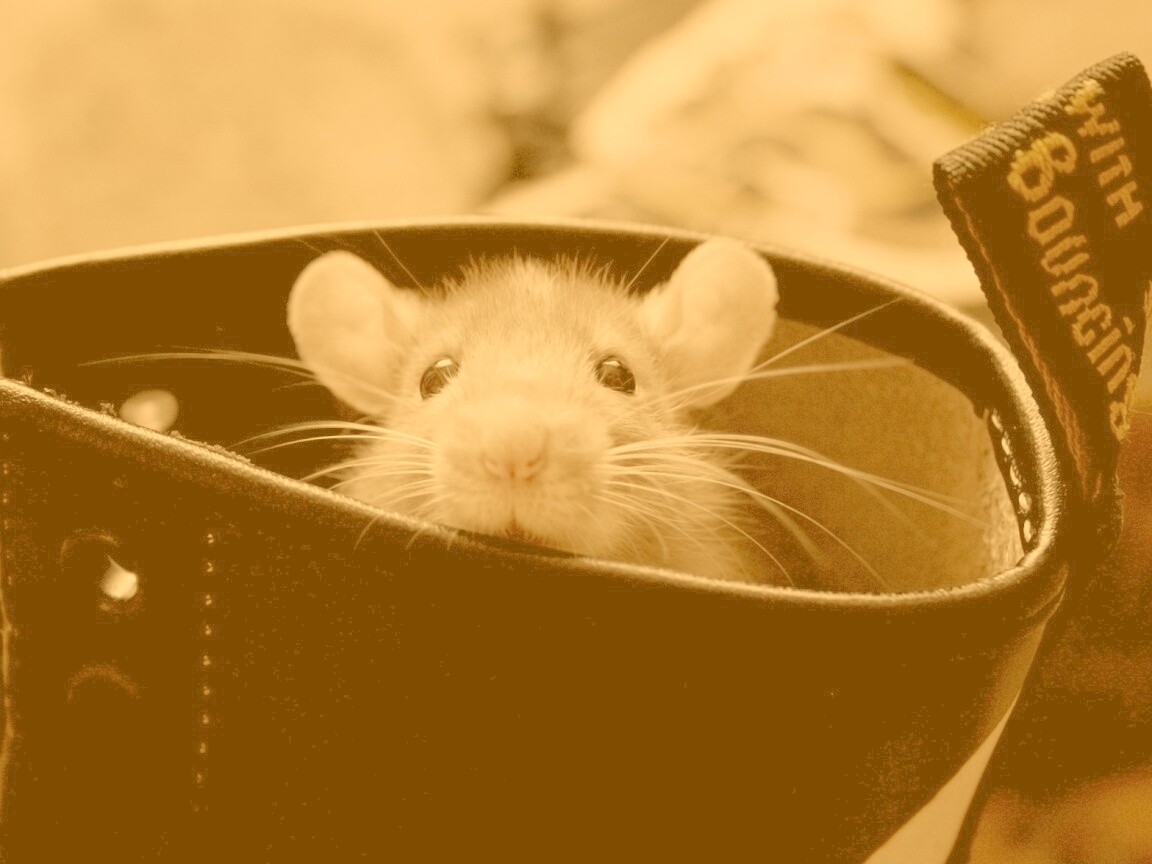 Мышонок выглядывает из ботинка обои