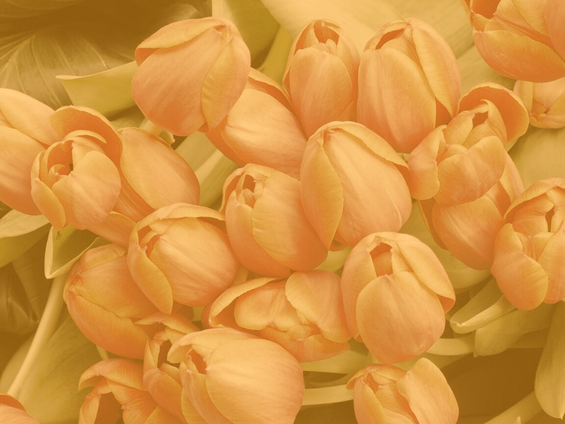 Букет красных тюльпанов обои