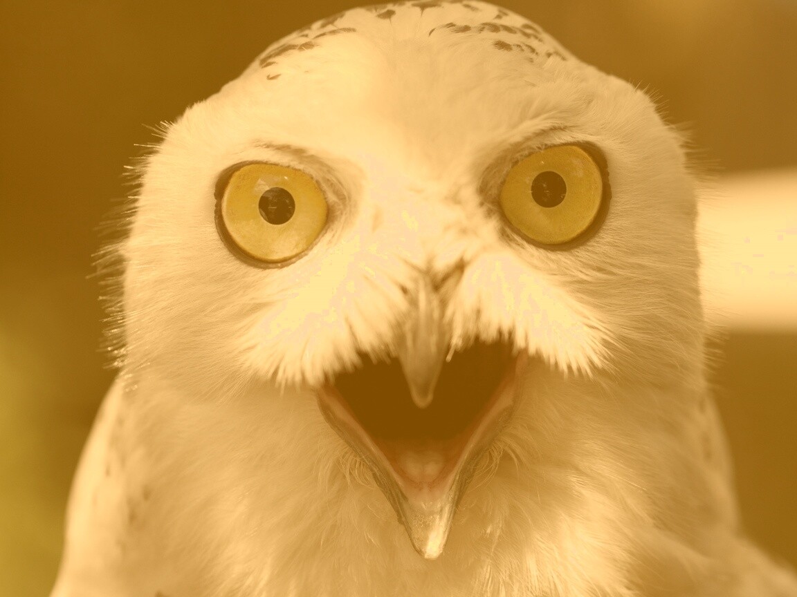 Сова в шоке! обои