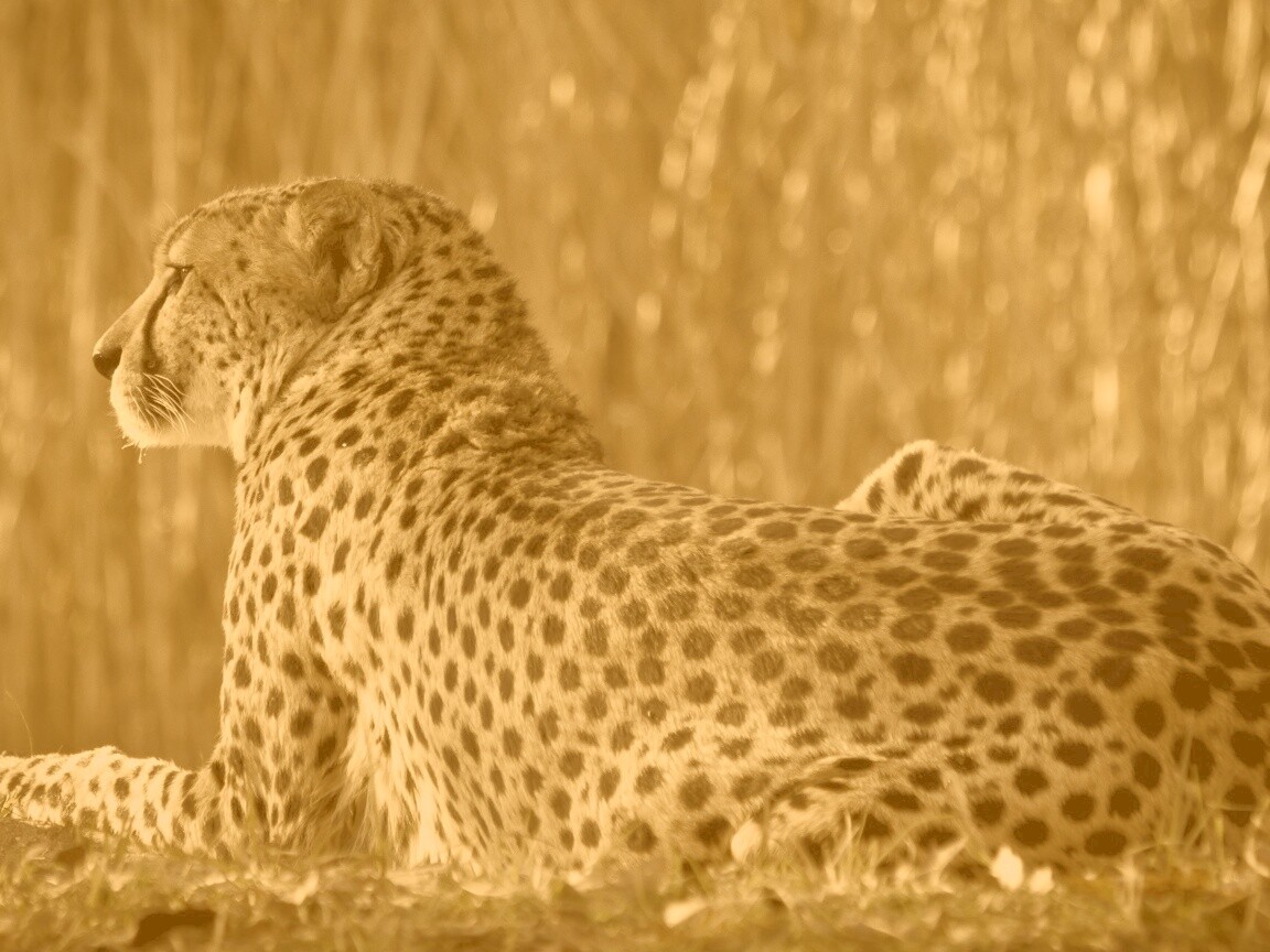 Гепард обои
