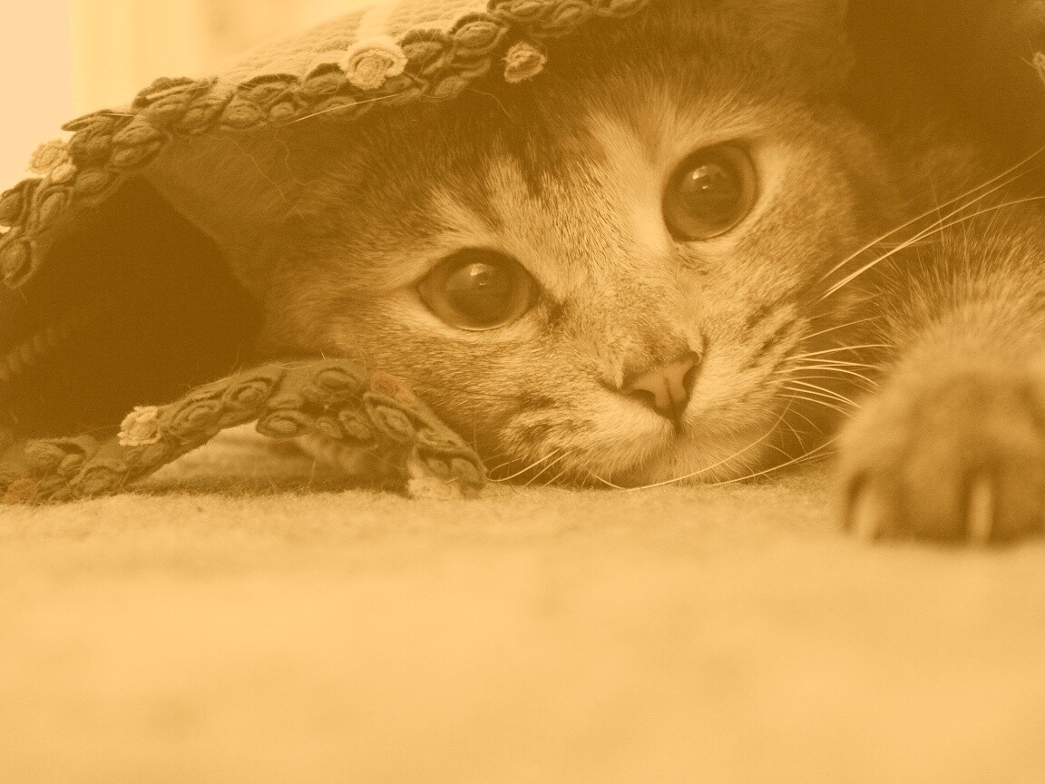 Кот под ковриком обои