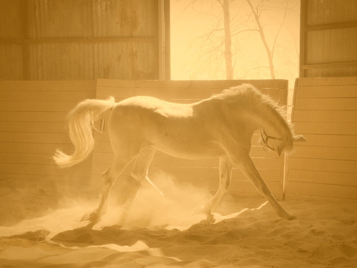 Белая лошадь в загоне обои