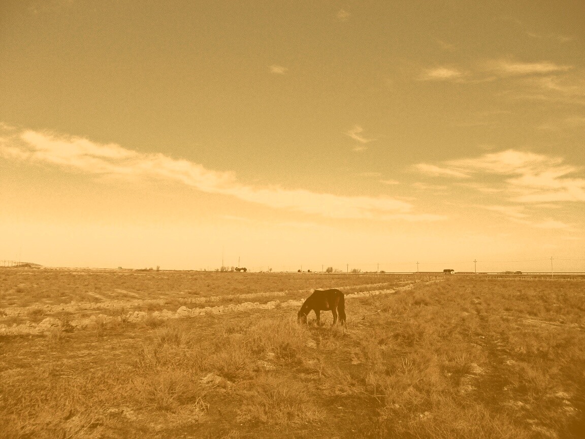 Лошадь пасётся обои