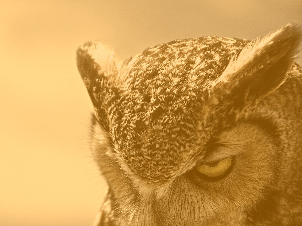 Злая сова обои