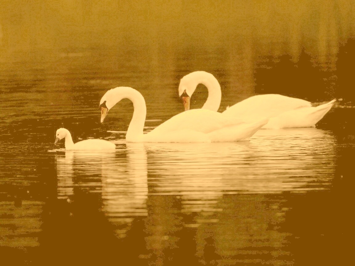 Семья лебедей обои