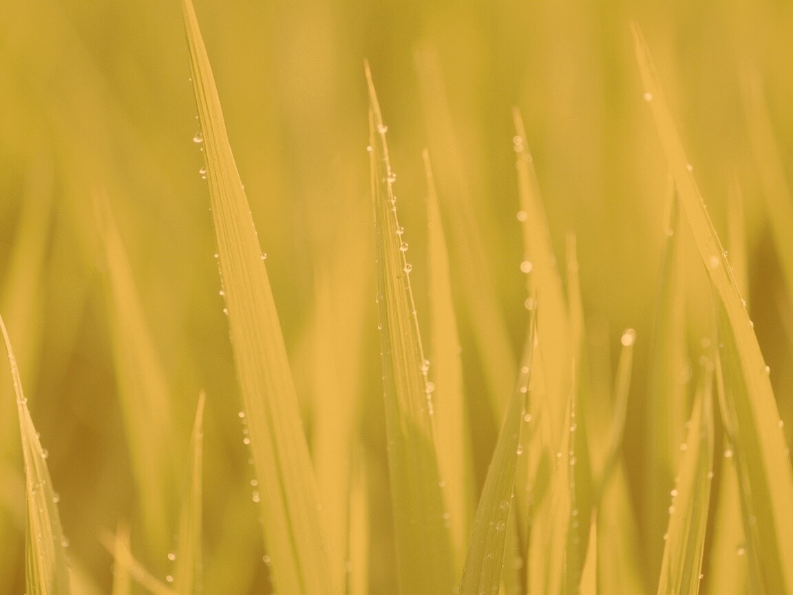 Яркая зеленая трава обои