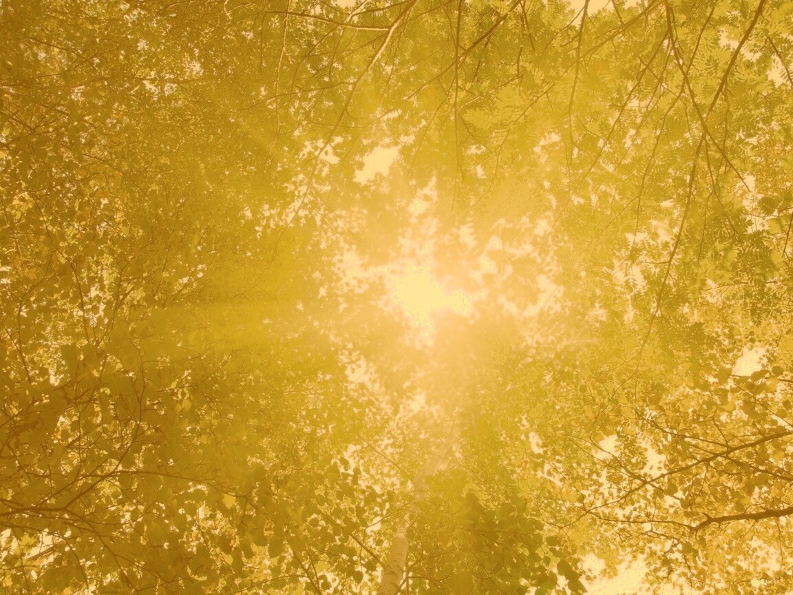 Яркий зеленоватый свет пробивающийся сквозь листву обои