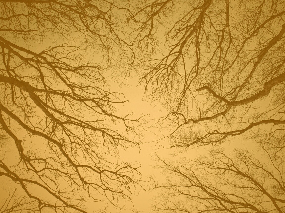 Голые кроны деревьев на фоне неба обои