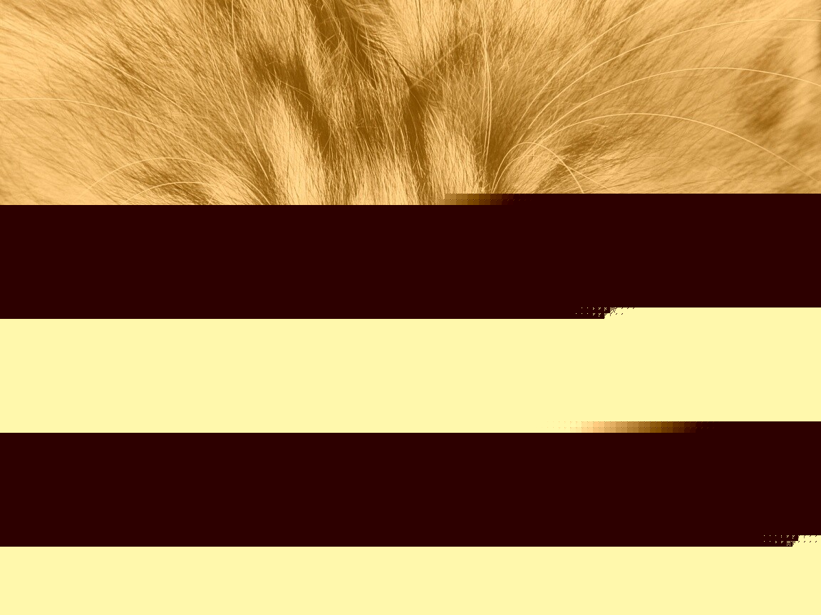 Пушистый котенок обои