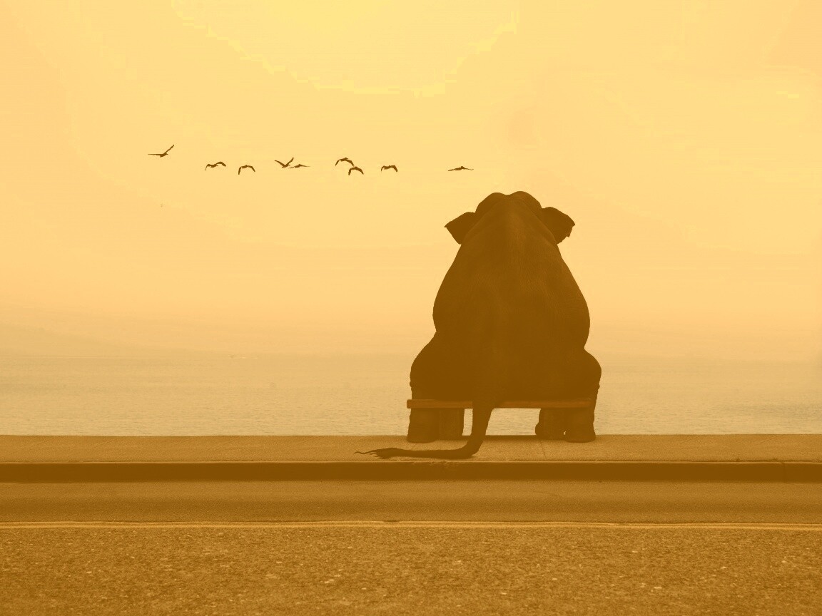 Слон на табуретке обои