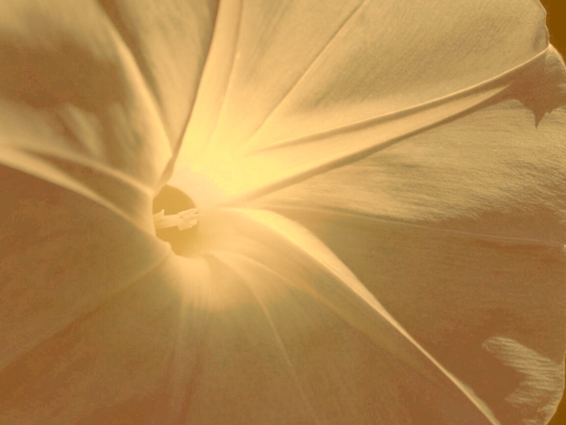 Нежный голубой цветок обои