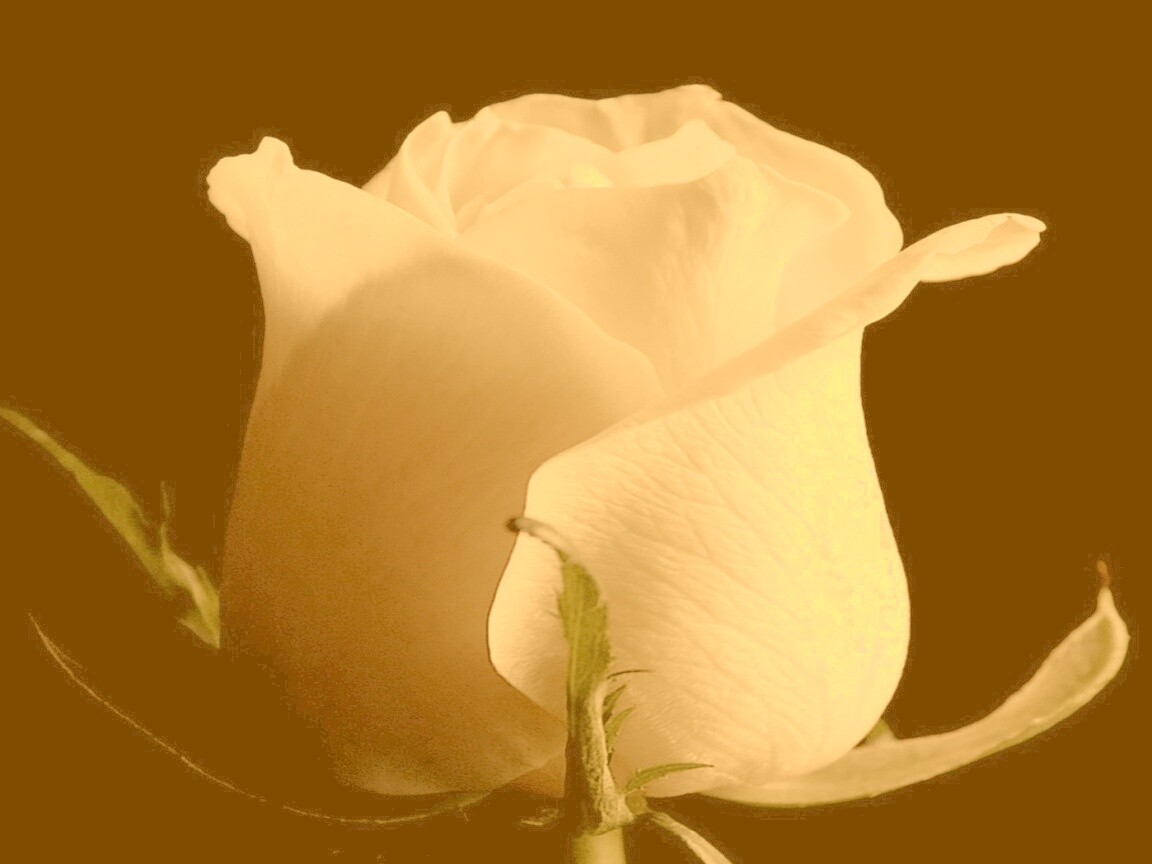 Бутон белой розы обои