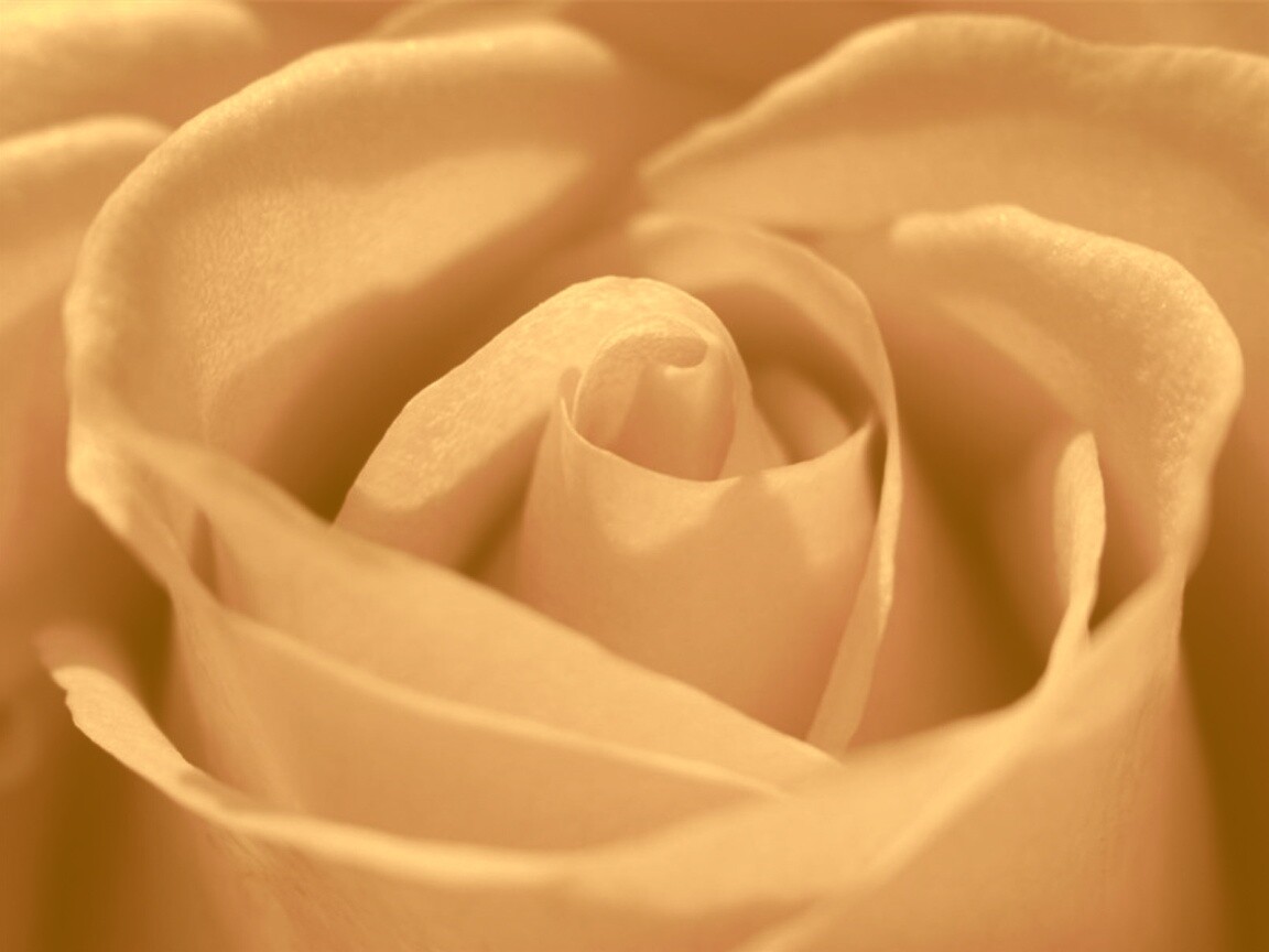 Фиолетовая роза макро обои