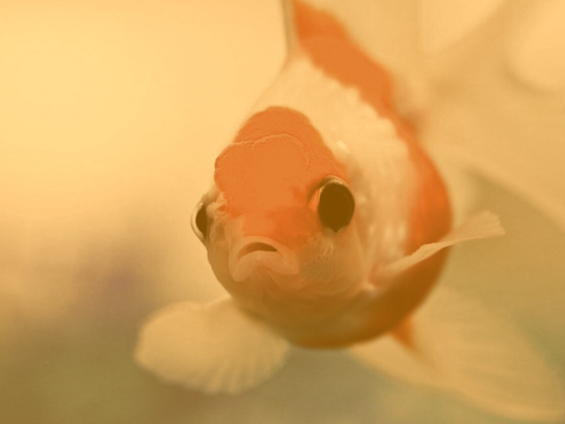 Аквариумная золотая рыбка обои