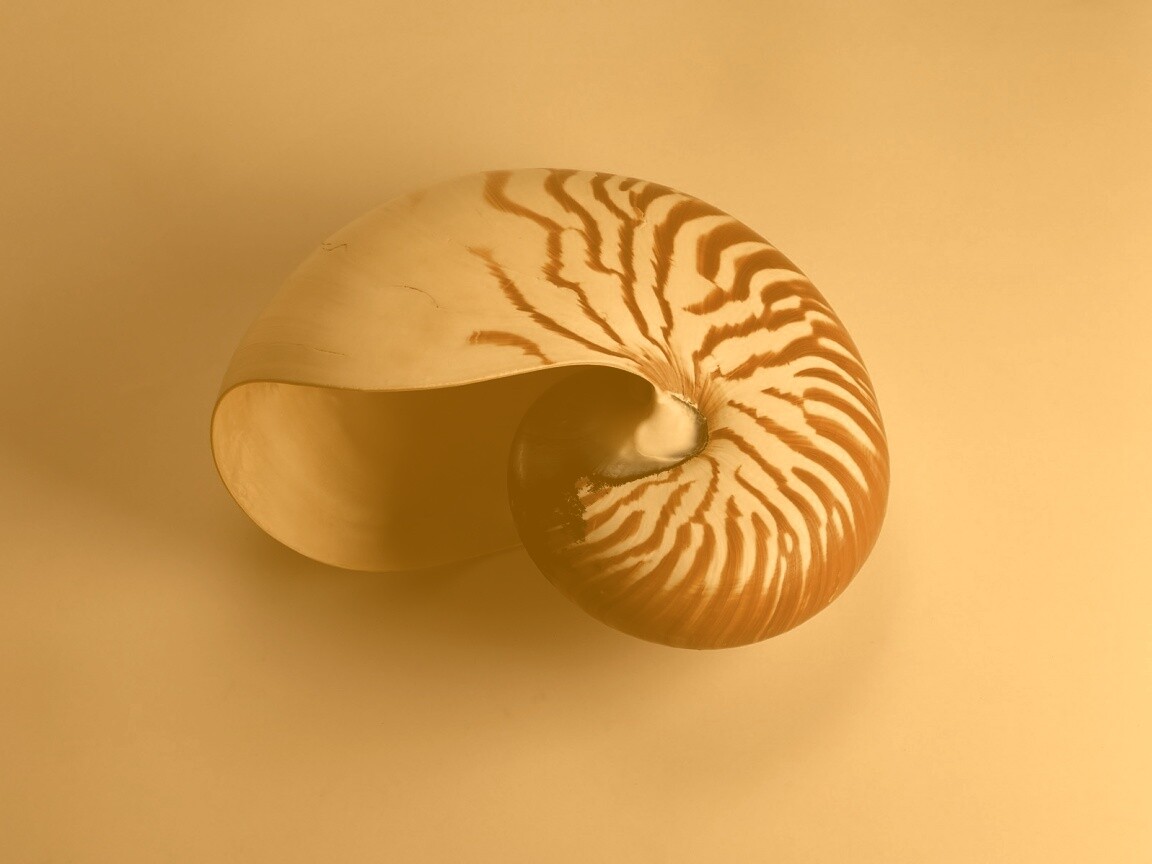 Ракушка в полоску обои