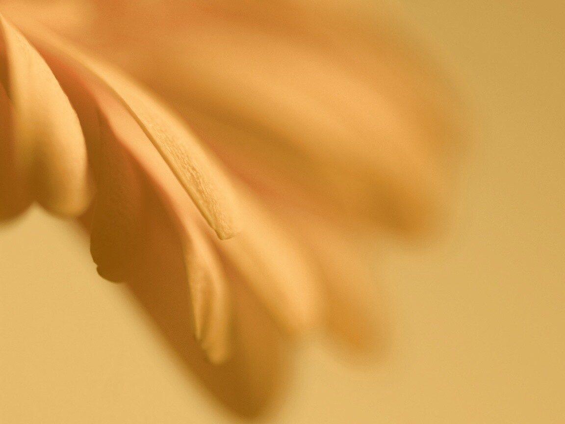 Лепестки цветка в макро обои