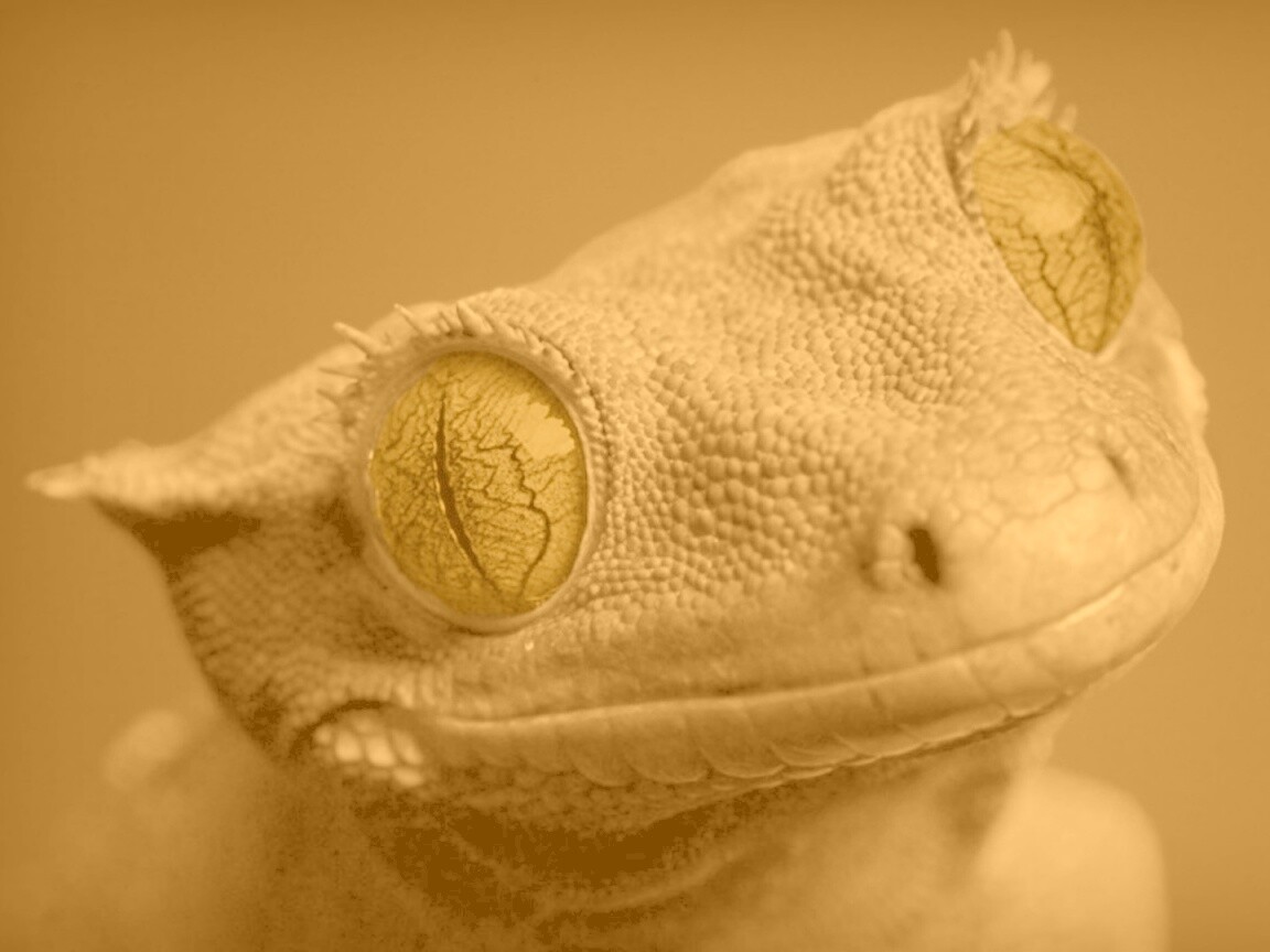 Ящерка обои