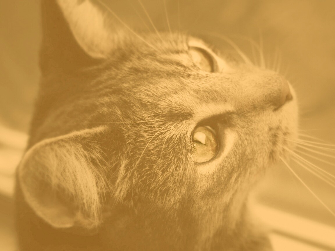 Кот с желтыми глазами обои