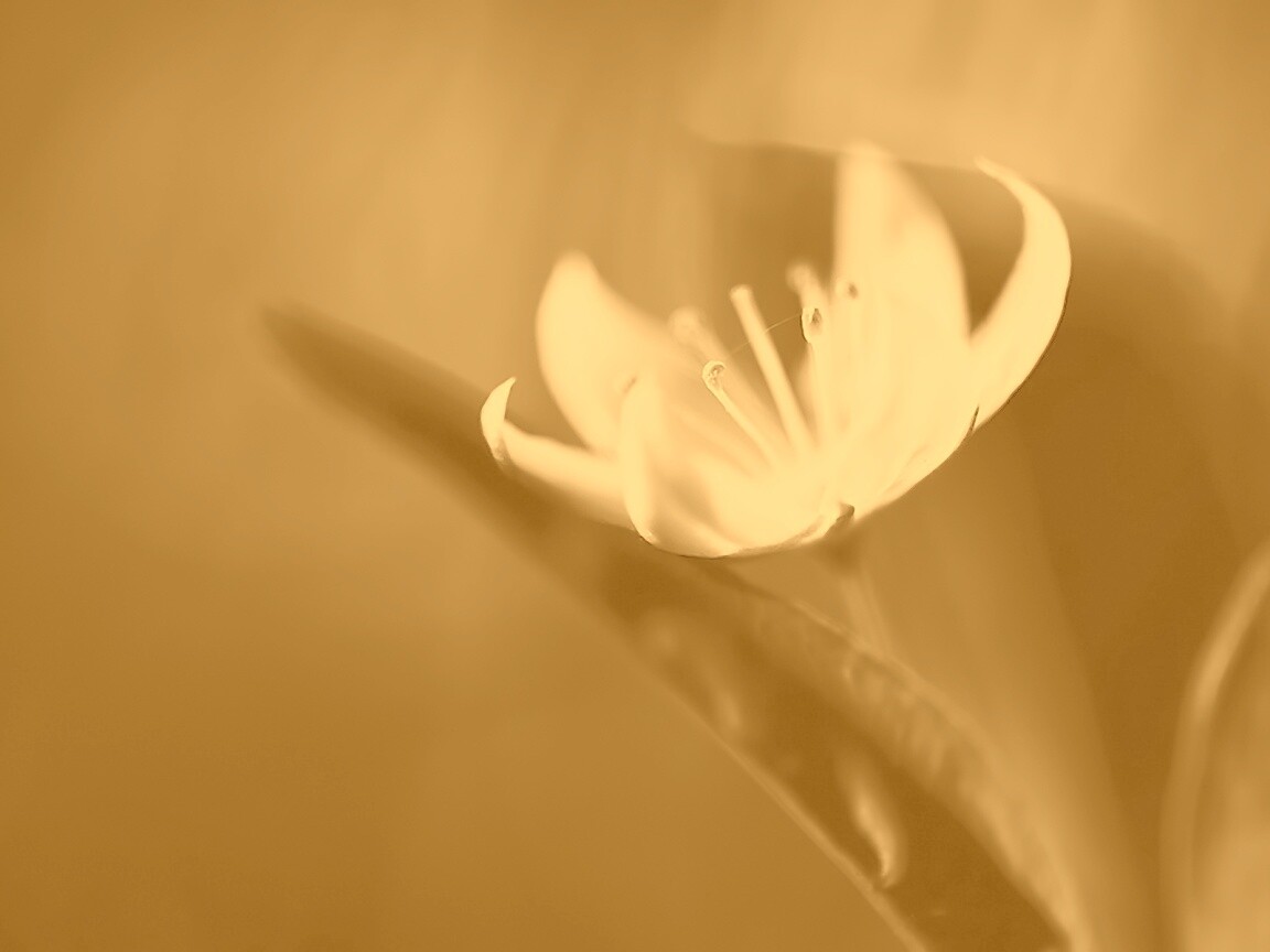 Белый цветок обои