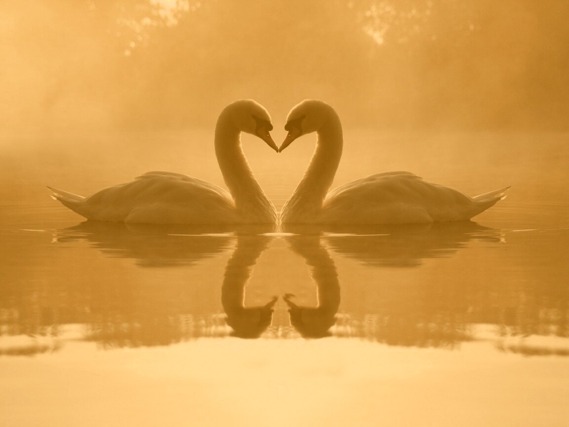 Влюблённые лебеди обои