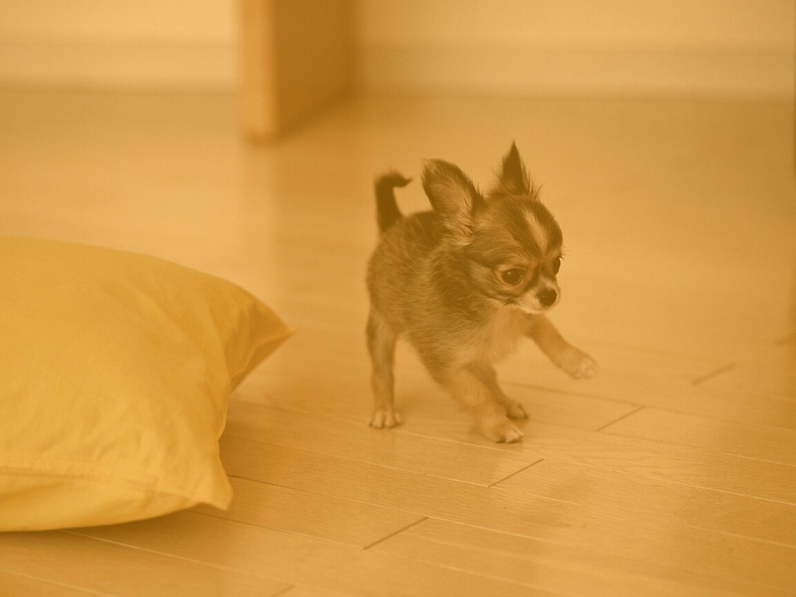 Щёнок той терьера обои