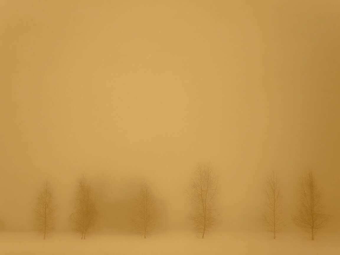 Деревья в тумане обои