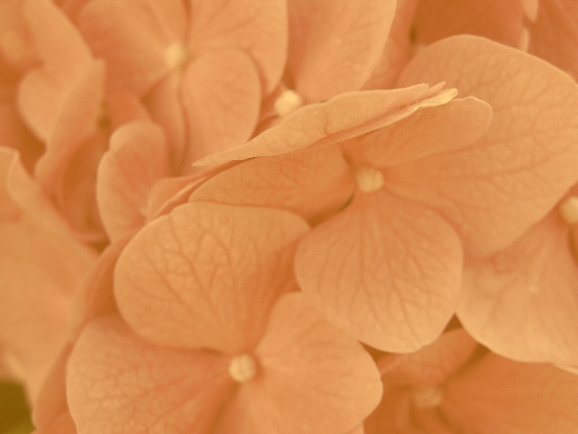 Фиолетовые нежные цветы обои