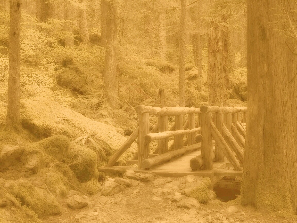 Бревенчатый мост в лесу обои