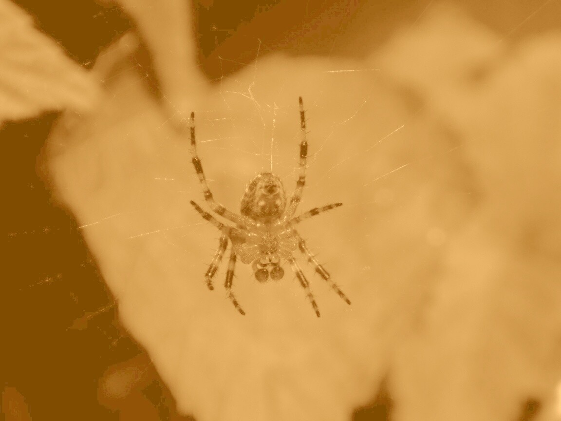 Паук на паутине обои