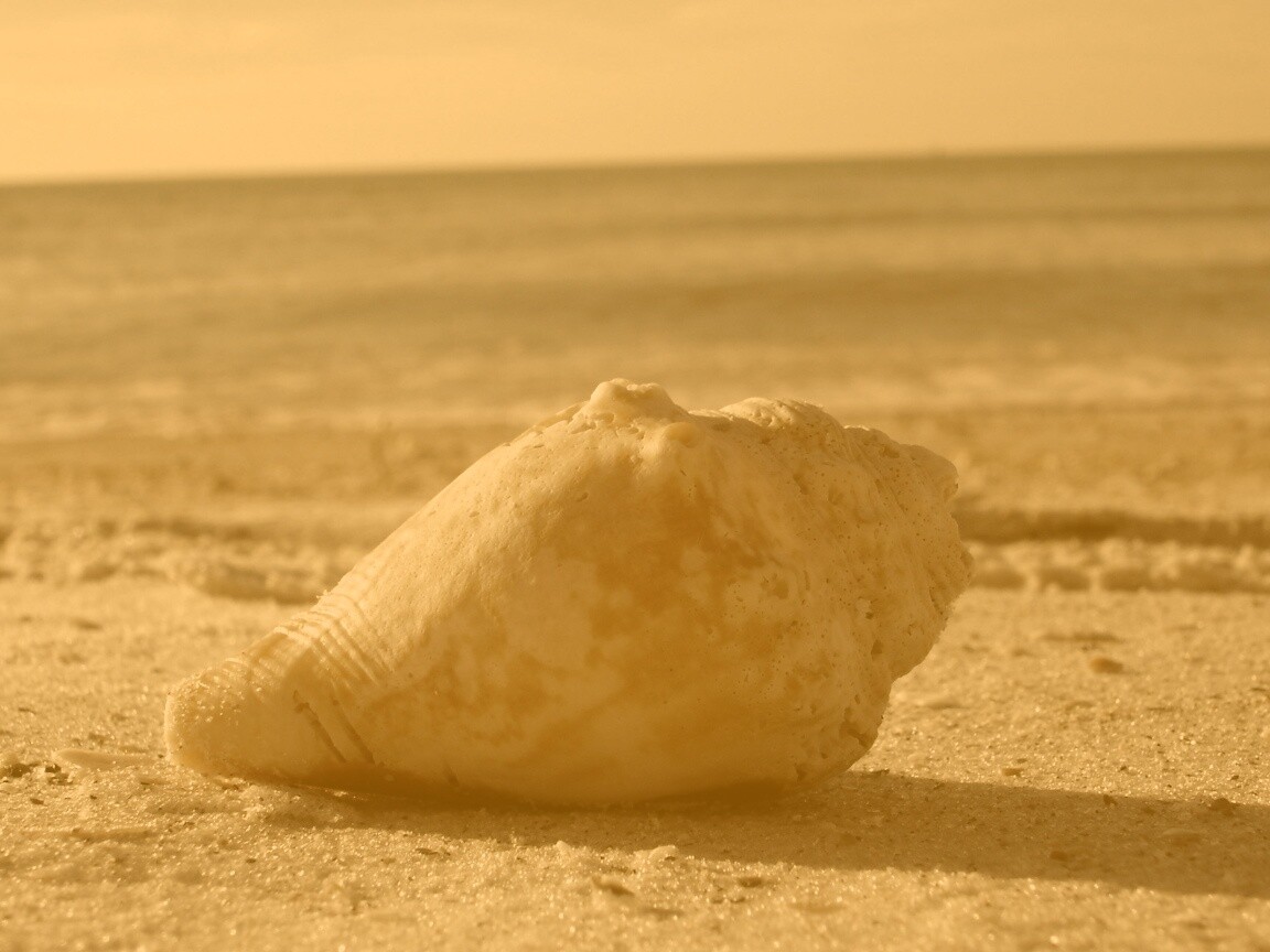 Морская раковина на пляже обои
