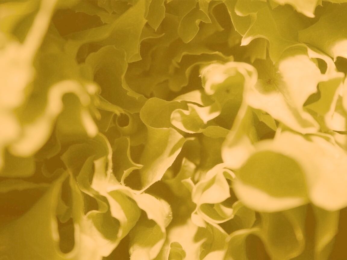 Зеленая листва обои