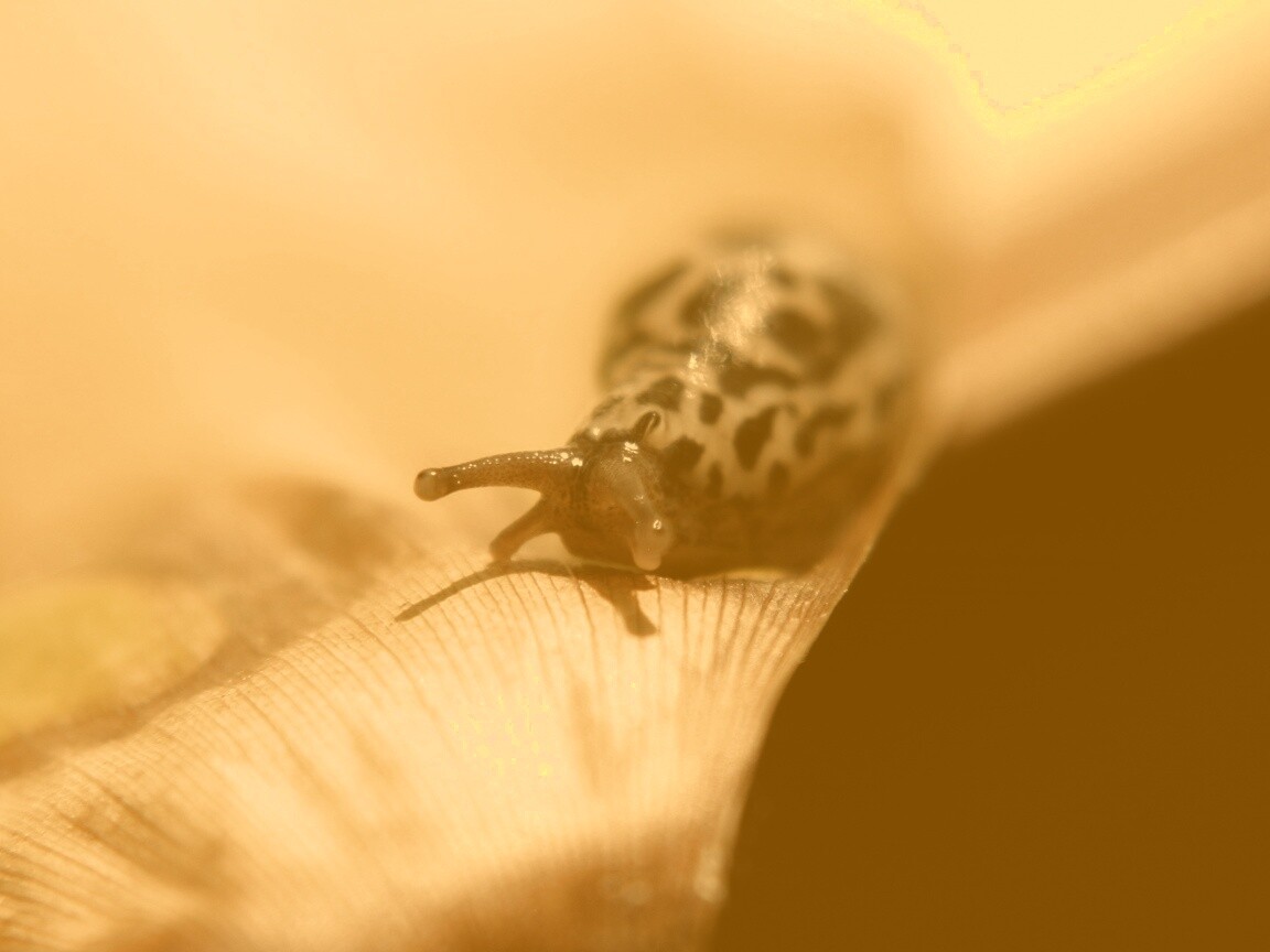 Ползущая улитка обои