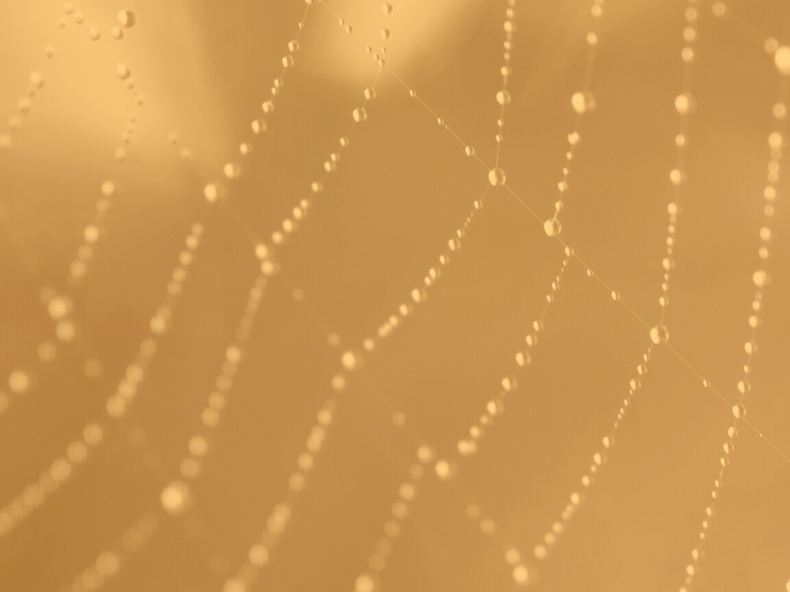 Паучья сеть обои