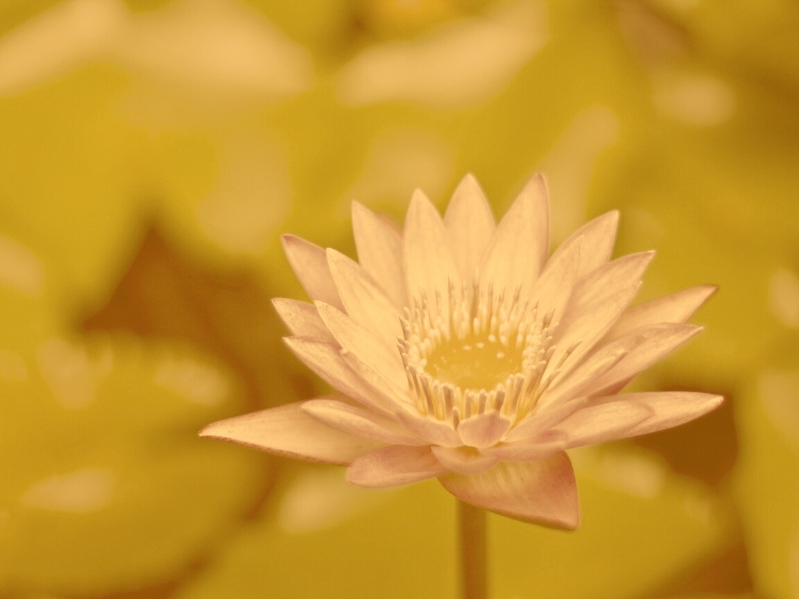 Фиолетовый цветок обои