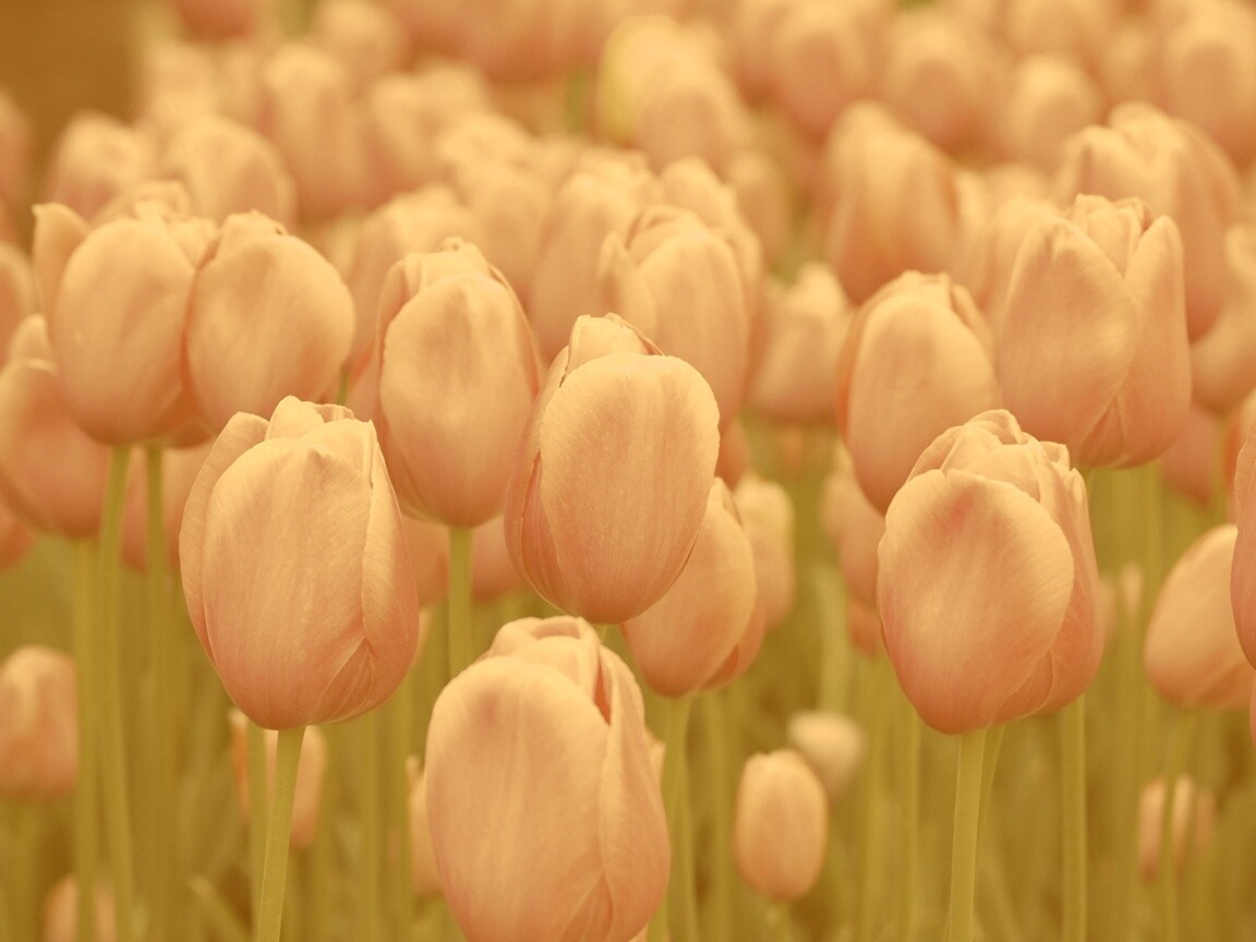 Море розовых тюльпанов обои