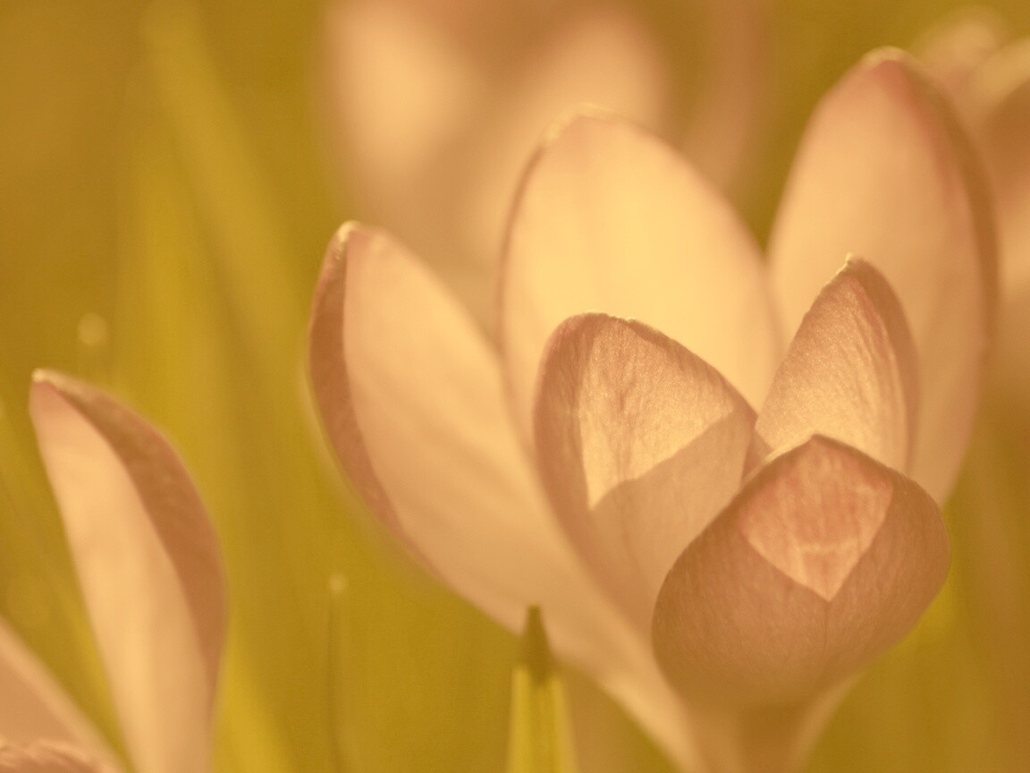 Фиолетовый крокус обои