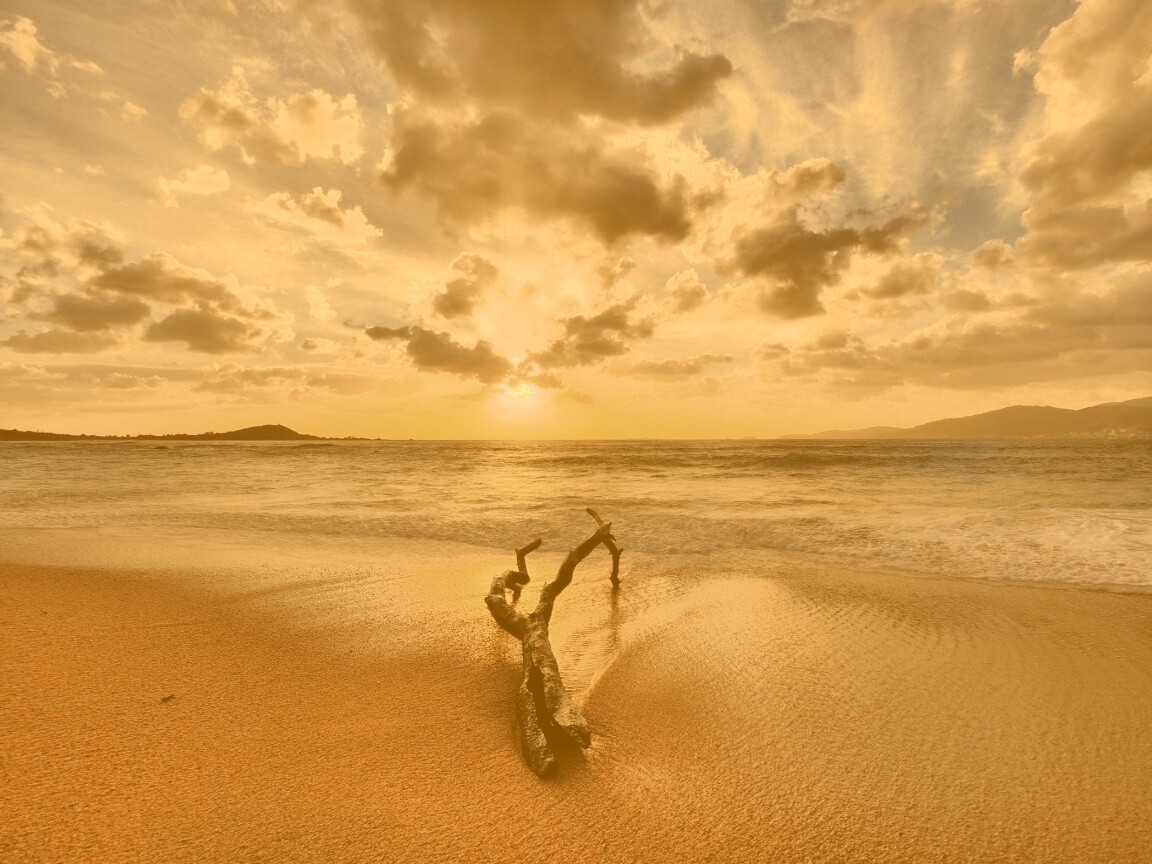 Коряга на пляже обои