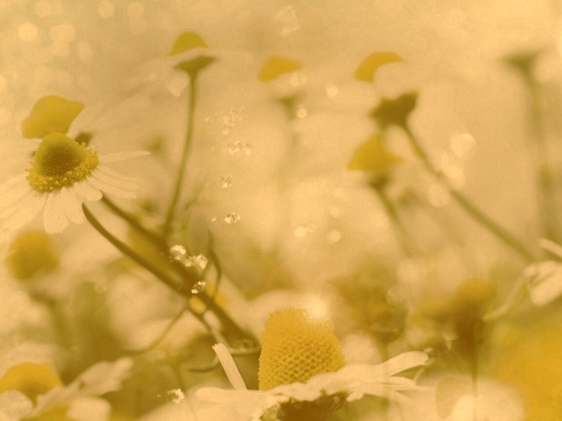 Летние цветы в лучах света обои